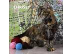 Adopt Chrissy a Domestic Medium Hair