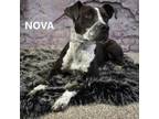 Adopt Nova a Pit Bull Terrier