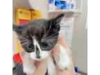 Adopt Hanna a Domestic Short Hair