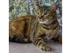 Adopt Twin a Domestic Short Hair