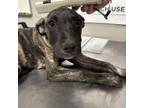 Adopt Bubbles a Pit Bull Terrier