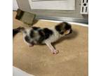 Adopt callie a Domestic Short Hair
