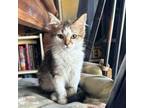 Adopt Ferrari a Domestic Medium Hair