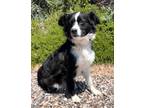 Adopt Sundae a Border Collie