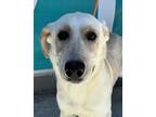 Adopt Lady a Labrador Retriever, Siberian Husky
