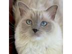 Adopt Misty a Domestic Long Hair