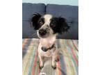 Adopt Summer a Papillon, Spaniel