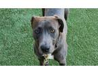 Adopt Blue a Pit Bull Terrier