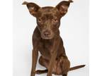 Adopt Kahlua/Courtesy Listing a Chocolate Labrador Retriever, Border Collie