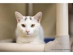 Adopt Cleo a Turkish Van, Domestic Medium Hair