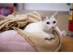 Adopt Izzy a Turkish Van