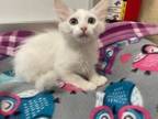 Adopt Ella a Turkish Van