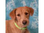 Adopt Ginger a Irish Terrier, Labrador Retriever