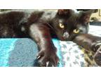 Adopt Kira a Domestic Short Hair