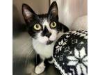 Adopt Aleita a Domestic Short Hair