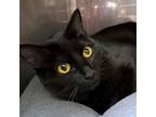 Adopt Noire a Domestic Short Hair