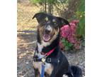 Adopt Reese a Australian Shepherd
