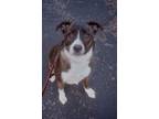 Adopt Jack a Plott Hound