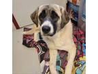 Adopt C50-7306 a Anatolian Shepherd
