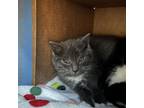 Adopt Janet a Domestic Medium Hair
