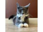 Adopt Quarter a Domestic Medium Hair