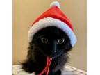 Adopt Riley a Domestic Medium Hair