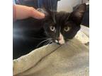 Adopt Nala a Domestic Short Hair