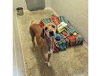 Adopt C50-7412 a Whippet