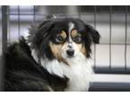 Adopt Winona a Australian Shepherd