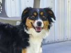 Adopt Maya a Australian Shepherd