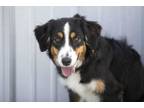 Adopt Mabel a Australian Shepherd