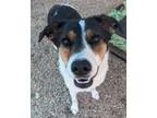 Adopt Maggie a Hound, Australian Cattle Dog / Blue Heeler