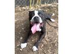 Adopt Paperclip a Pit Bull Terrier, Mixed Breed