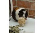 Adopt Caramel a Guinea Pig