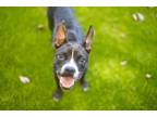 Adopt SASSY a Boston Terrier, Mixed Breed