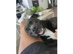 Adopt Nova a Staffordshire Bull Terrier, Mixed Breed