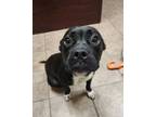 Adopt Serenity a Staffordshire Bull Terrier, Mixed Breed