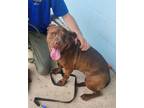 Adopt Daffodil a American Staffordshire Terrier, Mixed Breed