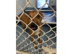 Adopt Tootsie a American Staffordshire Terrier, Mixed Breed