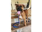 Adopt Kira a Pit Bull Terrier, Mixed Breed