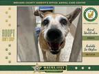 Adopt Bella a Mixed Breed