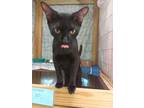 Adopt Delilah a Domestic Short Hair