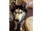 Adopt Denali a Husky