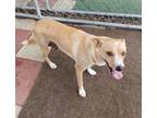 Adopt Twyla a Rat Terrier, Mixed Breed
