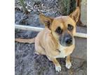 Adopt Dime a Shepherd, Australian Cattle Dog / Blue Heeler
