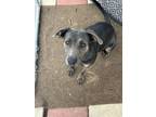 Adopt Gloria a Mixed Breed