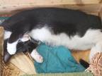 Adopt Kitten Boots a Domestic Short Hair