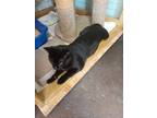 Adopt Binx a Domestic Short Hair