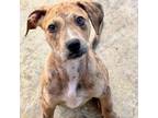 Adopt Suni a Catahoula Leopard Dog, Mixed Breed
