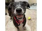 Adopt Reba a Mixed Breed